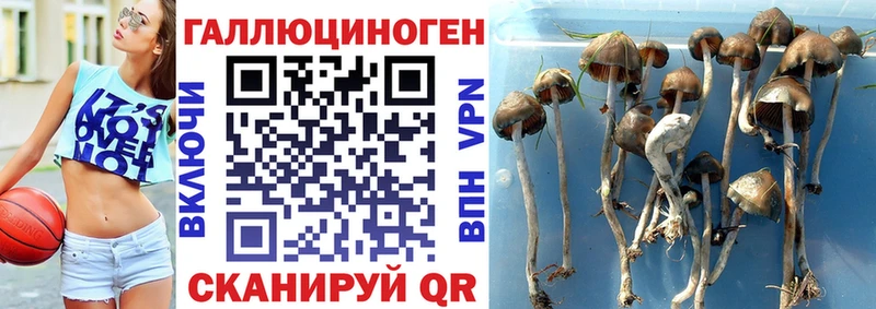 Псилоцибиновые грибы мухоморы  OMG зеркало  Ковдор 